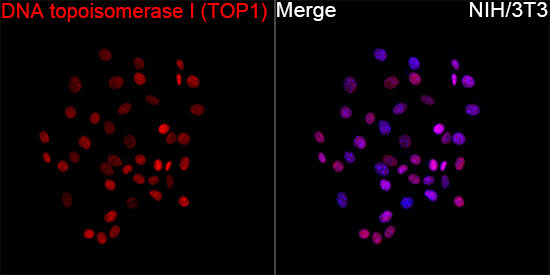 DNA topoisomerase I (TOP1) Rabbit Monoclonal Antibody - Image 5