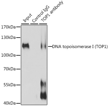 DNA topoisomerase I (TOP1) Rabbit Polyclonal Antibody - Image 3