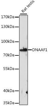 DNAAF1 Rabbit Polyclonal Antibody