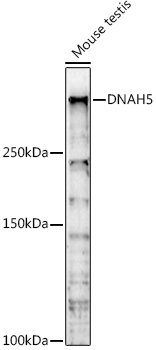 DNAH5 Rabbit Polyclonal Antibody