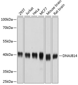 DNAJB14 Rabbit Polyclonal Antibody