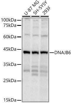 DNAJB6 Rabbit Polyclonal Antibody