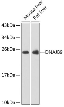 DNAJB9 Rabbit Polyclonal Antibody