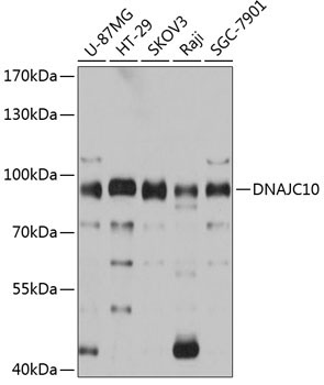DNAJC10 Rabbit Polyclonal Antibody