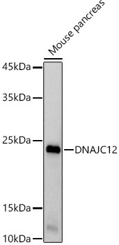 DNAJC12 Rabbit Monoclonal Antibody