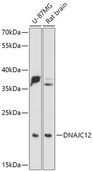 DNAJC12 Rabbit Polyclonal Antibody