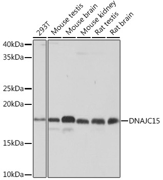 DNAJC15 Rabbit Monoclonal Antibody