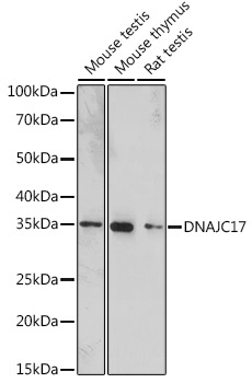 DNAJC17 Rabbit Polyclonal Antibody - Image 2