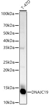 DNAJC19 Rabbit Polyclonal Antibody