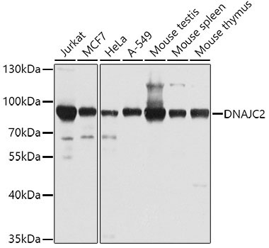 DNAJC2 Rabbit Polyclonal Antibody