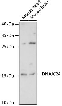 DNAJC24 Rabbit Polyclonal Antibody