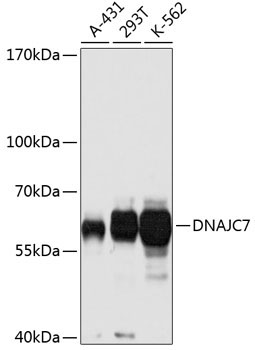 DNAJC7 Rabbit Polyclonal Antibody
