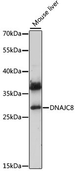 DNAJC8 Rabbit Polyclonal Antibody