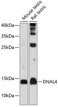 DNAL4 Rabbit Polyclonal Antibody