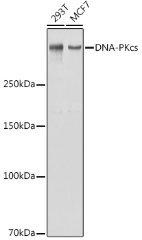 DNA-PKcs Rabbit Polyclonal Antibody