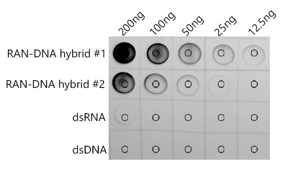 DNA-RNA Hybrid Mouse Monoclonal Antibody