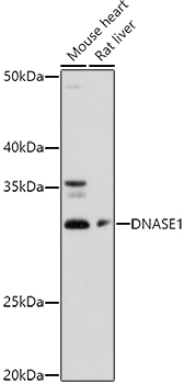 DNASE1 Rabbit Polyclonal Antibody - Image 2