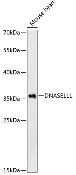 DNASE1L1 Rabbit Polyclonal Antibody