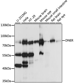 DNER Rabbit Polyclonal Antibody