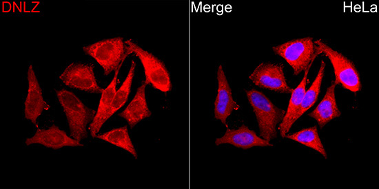 DNLZ Rabbit Polyclonal Antibody - Image 2