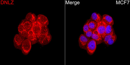 DNLZ Rabbit Polyclonal Antibody - Image 3