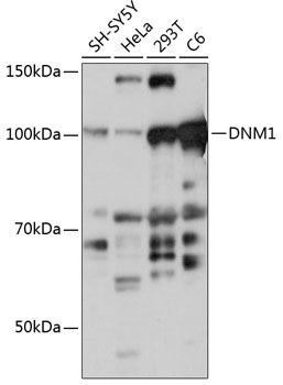 DNM1 Rabbit Polyclonal Antibody