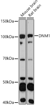 DNM1 Rabbit Polyclonal Antibody