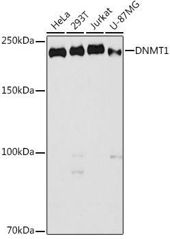 DNMT1 Rabbit Polyclonal Antibody