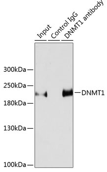 DNMT1 Rabbit Polyclonal Antibody - Image 6