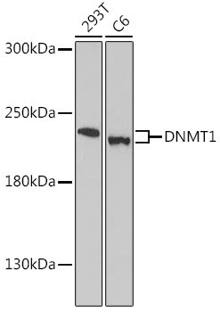 DNMT1 Rabbit Polyclonal Antibody