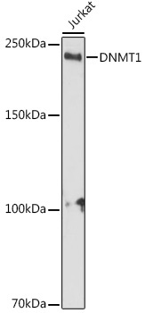 DNMT1 Rabbit Polyclonal Antibody