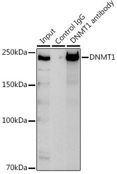 DNMT1 Rabbit Polyclonal Antibody - Image 5