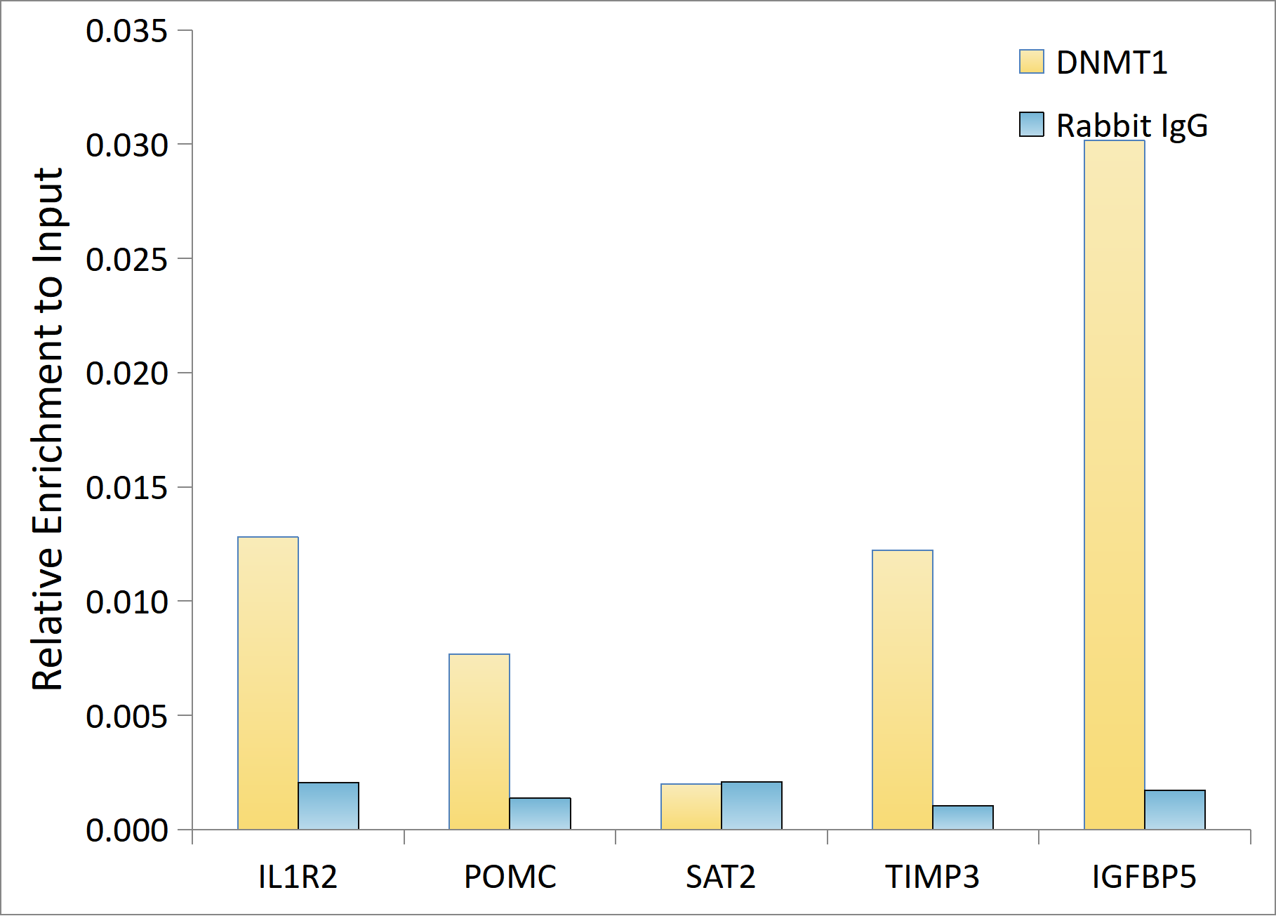 DNMT1 Rabbit Polyclonal Antibody - Image 7