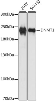 DNMT1 Rabbit Polyclonal Antibody