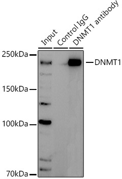 DNMT1 Rabbit Polyclonal Antibody - Image 3