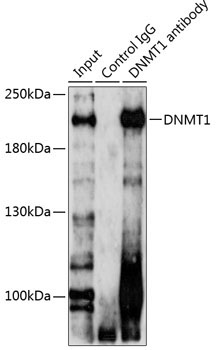 DNMT1 Rabbit Polyclonal Antibody