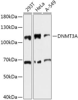 DNMT3A Rabbit Polyclonal Antibody - Image 2