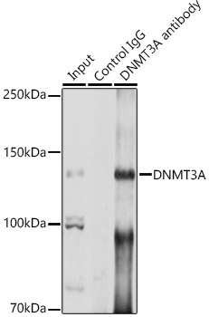 DNMT3A Rabbit Polyclonal Antibody - Image 3
