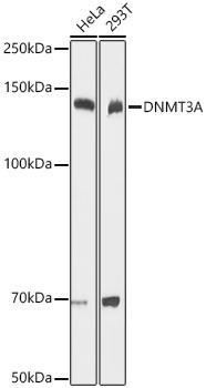 DNMT3A Rabbit Polyclonal Antibody - Image 2
