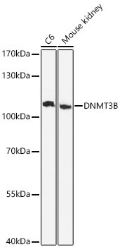 DNMT3B Rabbit Polyclonal Antibody