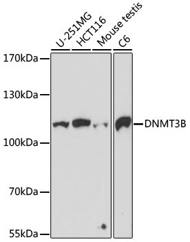 DNMT3B Rabbit Polyclonal Antibody