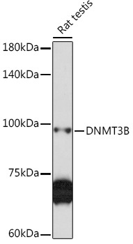 DNMT3B Rabbit Polyclonal Antibody