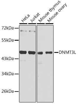 DNMT3L Rabbit Polyclonal Antibody