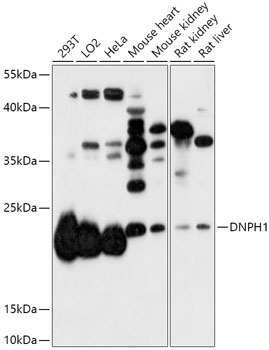 DNPH1 Rabbit Polyclonal Antibody