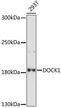 DOCK1 Rabbit Polyclonal Antibody
