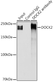 DOCK2 Rabbit Polyclonal Antibody - Image 3
