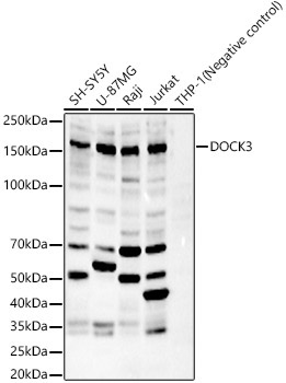 DOCK3 Rabbit Polyclonal Antibody