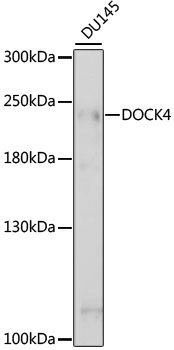 DOCK4 Rabbit Polyclonal Antibody