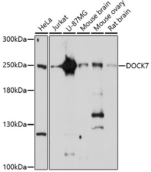 DOCK7 Rabbit Polyclonal Antibody