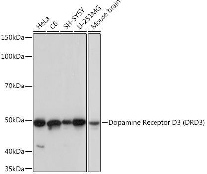 Dopamine Receptor D3 (DRD3) Rabbit Monoclonal Antibody